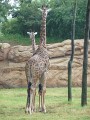 Masai Giraffes (3)
